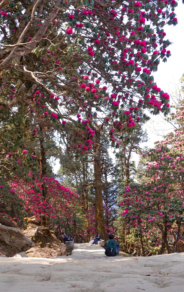 Chopta Chandrashila Tungnath Trek with Deoriatal